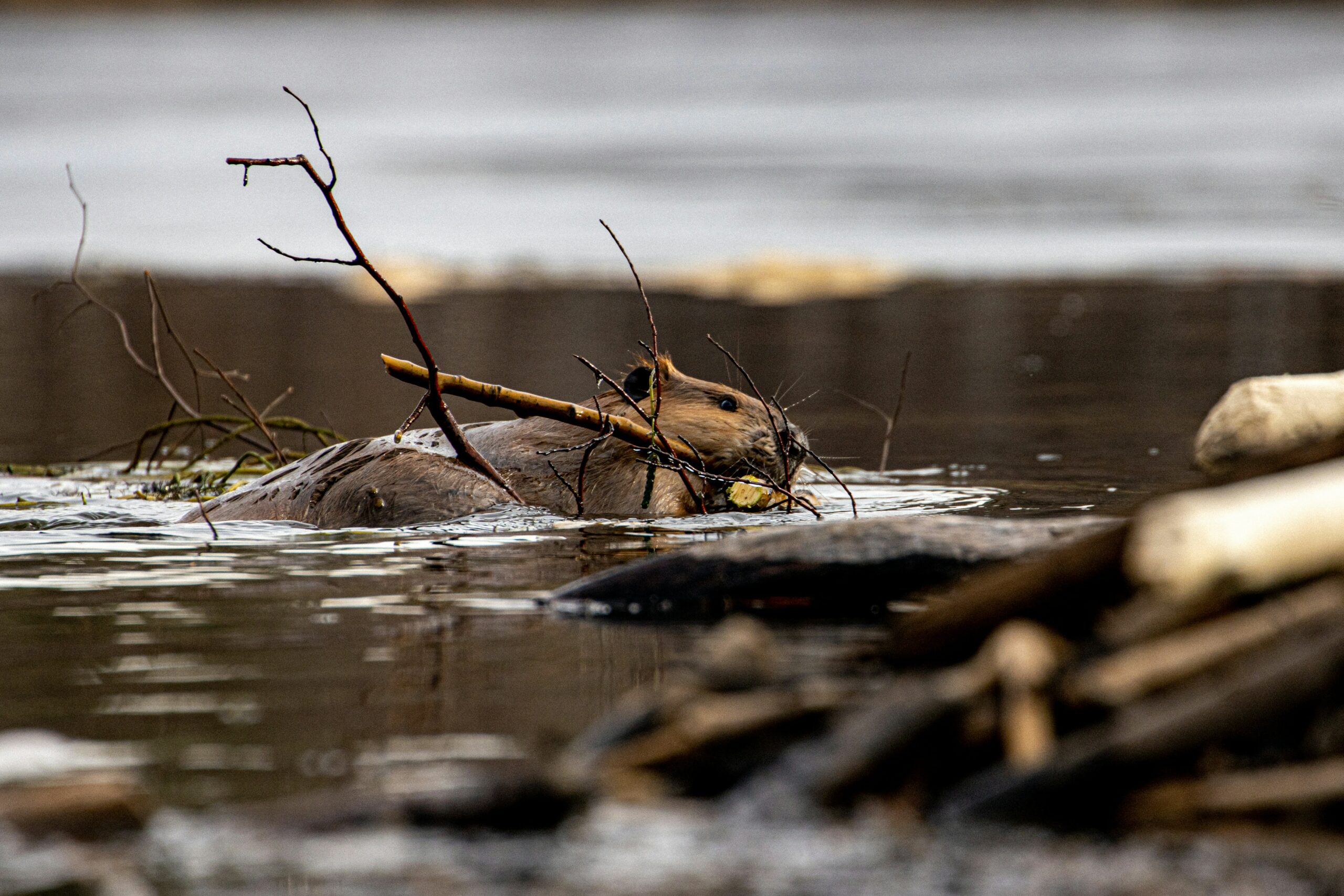 Castor d’Europe nageant dans une rivière