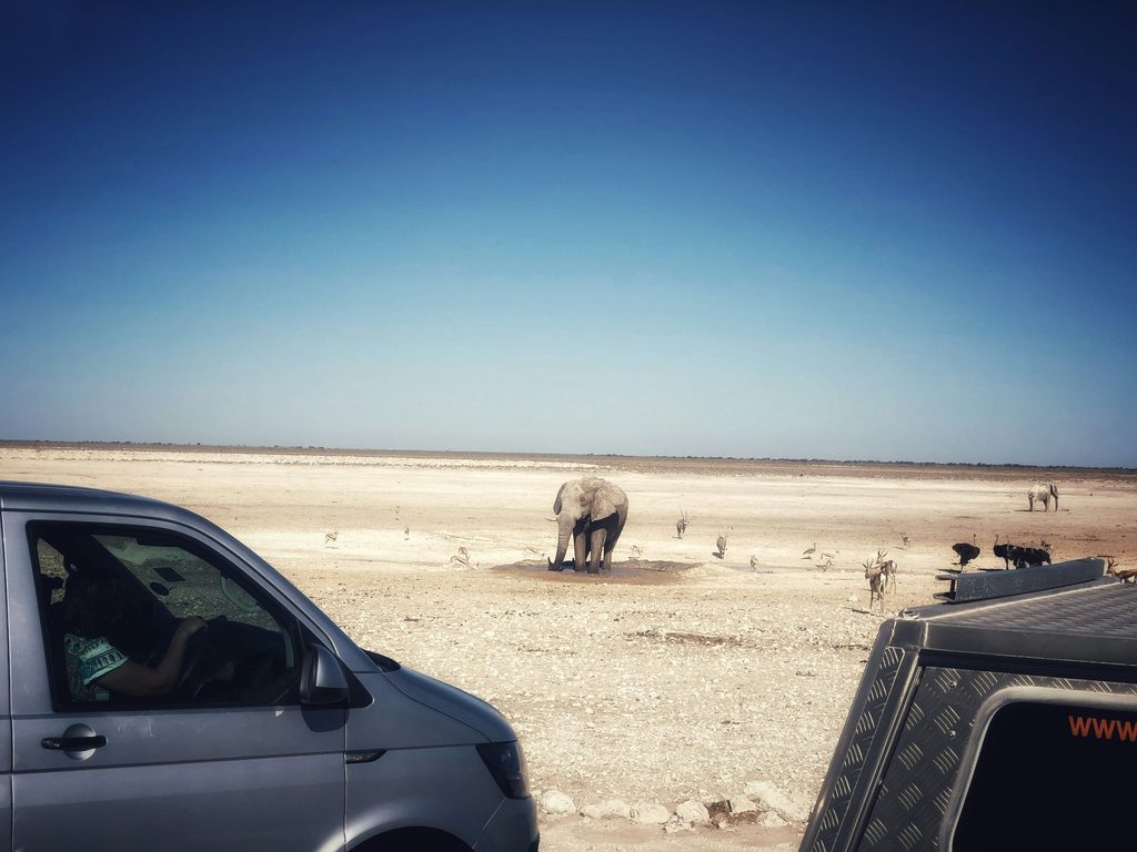 Un éléphant s’approche d’un point d’eau d’Etosha, au milieu des véhicules d’observation et de l’immensité blanche du pan.