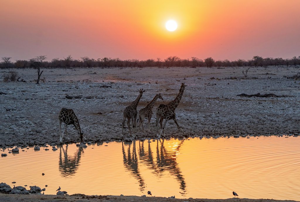 Girafe s’hydratant en fin de journée à un point d’eau (waterhole) d’Etosha.