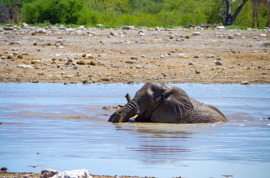 Un éléphant se baigne dans un waterhole à l'ouest d’Etosha pour se rafraîchir sous la chaleur.