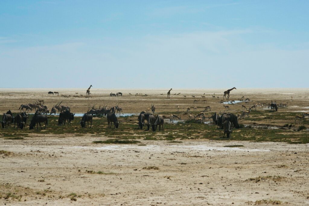 Troupeaux de gnous, antilopes et quelques girafes autour de points d’eau sur les plaines du parc national d’Etosha en Namibie.
