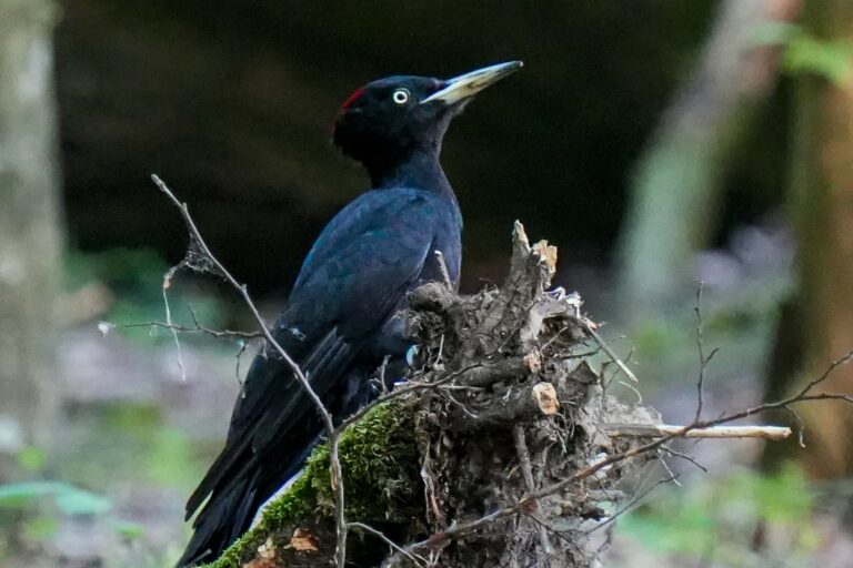 Le pic noir, percussionniste et tambourineur des forêts