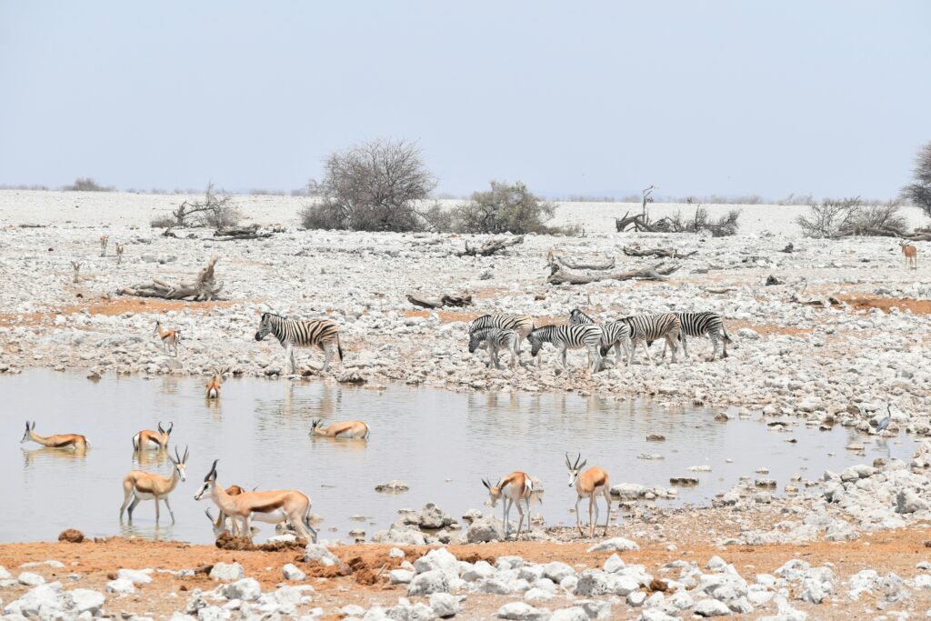 Zèbres et springboks rassemblés autour d’un point d’eau dans le parc national d’Etosha en Namibie.