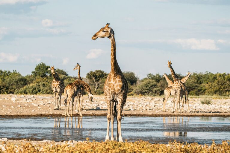 Girafes autour d’un point d’eau dans le parc national d’Etosha en Namibie.