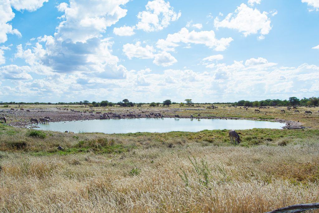 Un point d’eau d’Etosha s’anime autour d’un troupeau de zèbres venu s’abreuver sous la lumière claire de la journée.