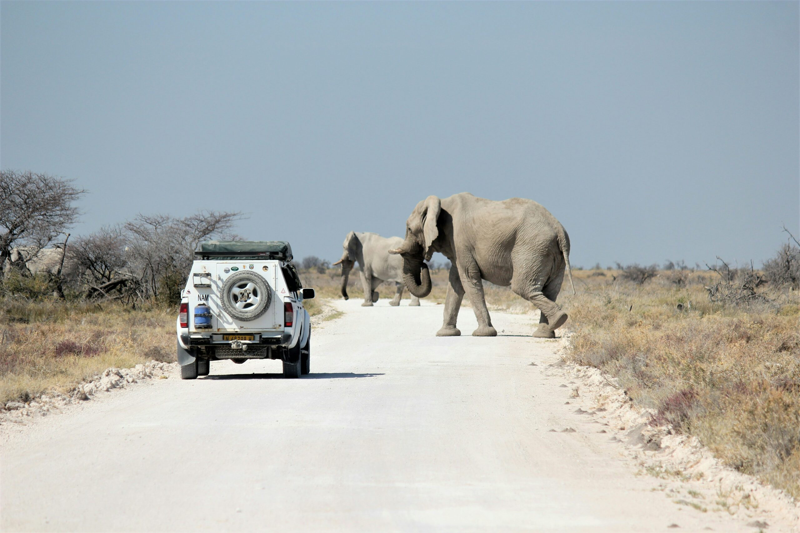 4x4 avec tente de toit face à des éléphants traversant une piste en Namibie