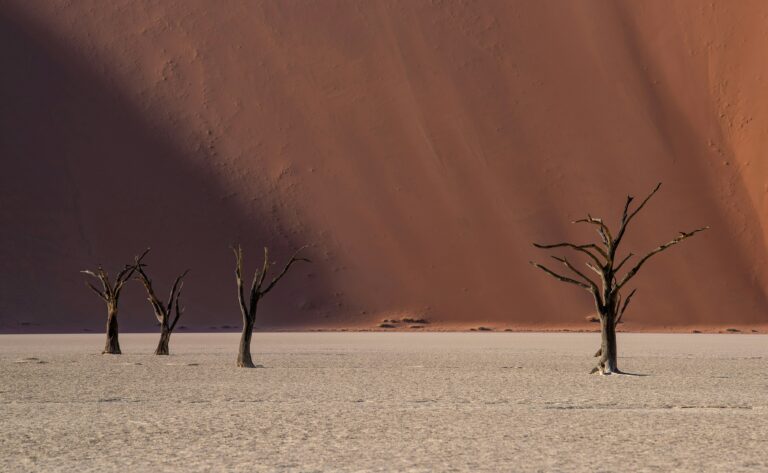 Arbre mort sur le sol blanc de Deadvlei, devant les hautes dunes rouges du désert du Namib.